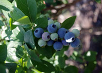 Vaccinium 'Jewel' 