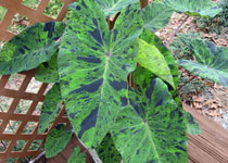 Colocasia esculenta 'Mojito' 