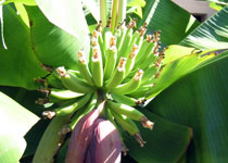 Musa 'Dwarf Cavendish' 