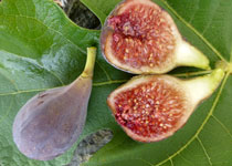 Ficus carica 'Celeste' 