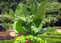 Alocasia 'Calidora' 