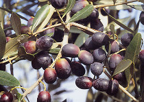 Olea 'Leccino' 