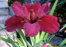 Iris 'Red Velvet Elvis' 