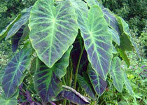 Colocasia antiquorum 'Illustris' 