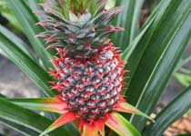 Ananas comosus 'Florida Special' 