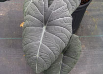 Alocasia 'Maharani' 