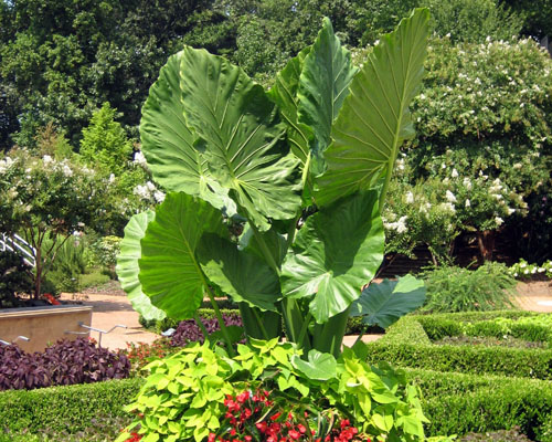 Alocasia Calidora Elephant Ear From Agristarts