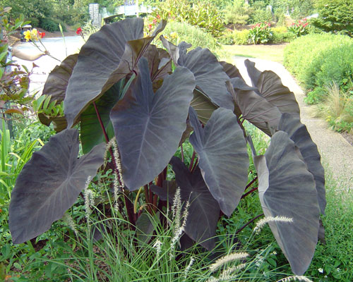 what is taro plant Colocasia Esculenta 'Pink China' Taro (Bare Root)