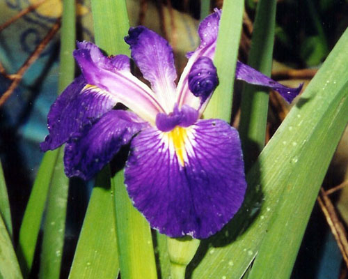 Iris 'Louisiana Purple' Louisiana Iris from AgriStarts