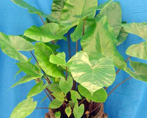 Alocasia macrorrhiza LIVE TROPICAL PLANT Black Stem Elephant Ear