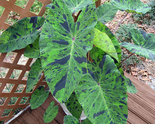 money plant in a pot Money Plant Variegated With Hanging Pot  Ugaoo