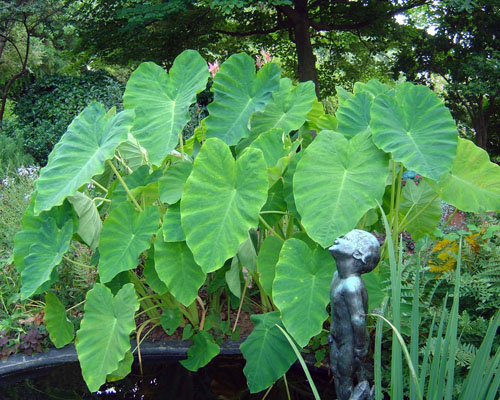 Colocasia Alchetron, The Free Social Encyclopedia
