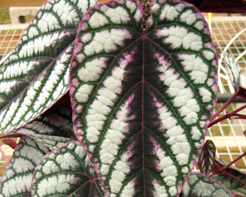 Rex Begonia Vine Fully Rooted 6” Hanging Pots Cissus Discolor Pink & Purple 