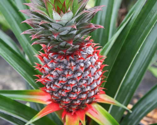 Ananas comosus 'Florida Special' Pineapple from AgriStarts