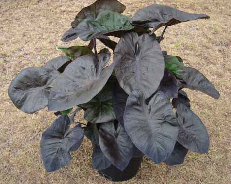 Colocasia esculenta 'Kona Coffee' Taro from AgriStarts