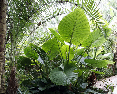 Alocasia Calidora