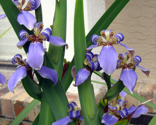 NEOMARICA CAERULEA ‘REGINA’ Blue Giant Apostle’s Walking Iris 2 Plants 8++” Tall