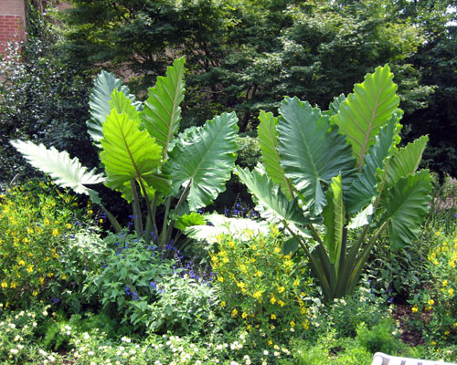 Image result for alocasia portora