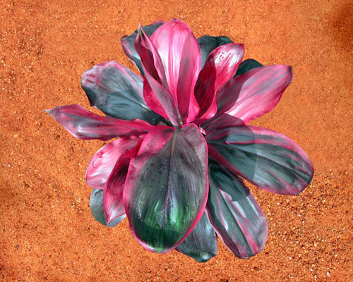 Cordyline terminalis 'Ruby' Ti Plant from AgriStarts