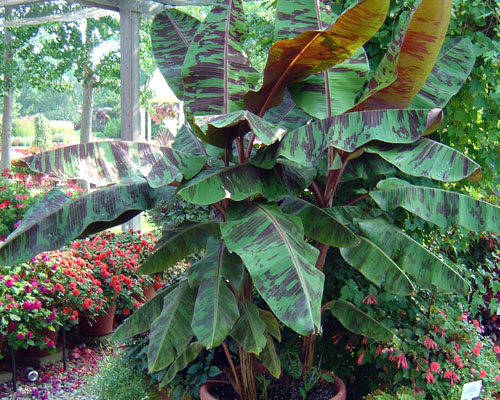 Musa banana shop
