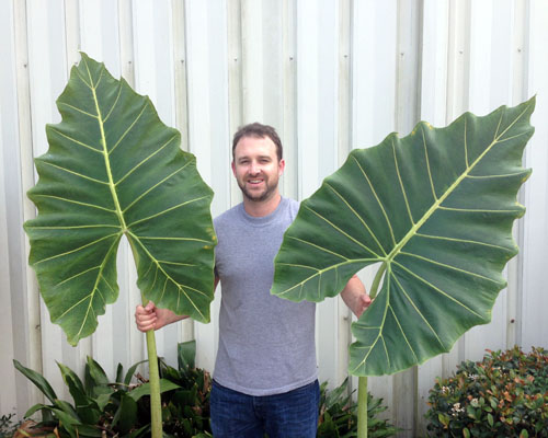Sarian African Mask Elephant Ear Alocasia tropical foliage Tropical 