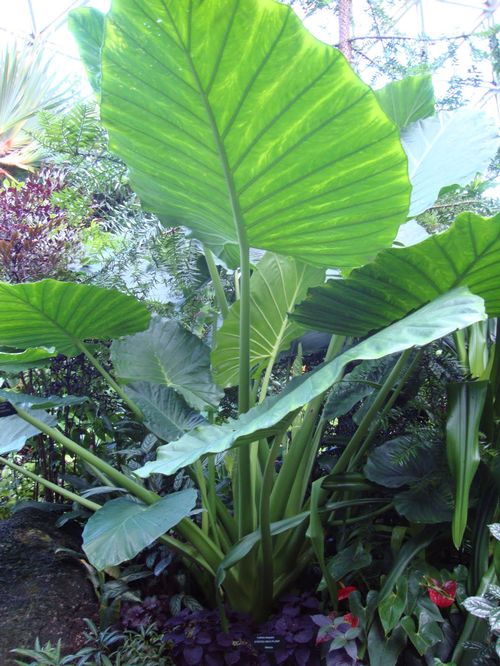 Alocasia 'Calidora' Elephant Ear from AgriStarts