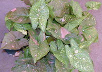 Syngonium 'Pink Splash' 