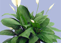 Spathiphyllum 'Liana' 