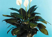 Spathiphyllum 'Taylors Green' 