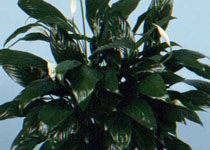 Spathiphyllum 'Petite' 