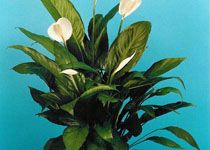 Spathiphyllum 'Ceres' 