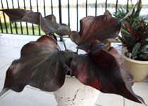 Caladium 'Dark Chocolate' 