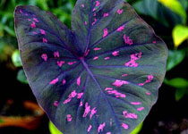 Caladium rubicundrum 'Bicolor' 