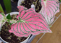 Caladium 'Thai Beauty' 
