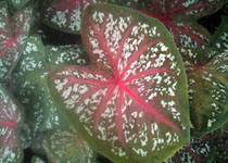 Caladium 'Thai Star' 