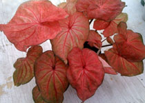 Caladium 'Thai Red' 