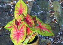 Caladium 'Yellow Blossom' 