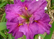 Iris 'Cyclamint' 