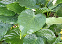 Alocasia cuculata 'Buddha's Palm' 