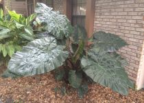 Alocasia plumbae 'Metallica' 