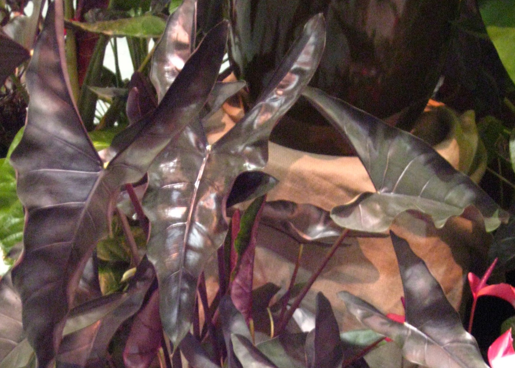 Alocasia princeps 'Purple Cloak' 