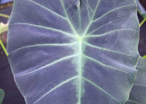 Colocasia esculenta 'Coal Miner' 