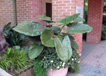 Alocasia wentii