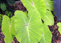 Colocasia esculenta 'Elena' 