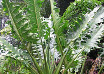 Alocasia portei 'Malaysian Monster' 