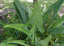 Alocasia zebrina 'Reticulata' 