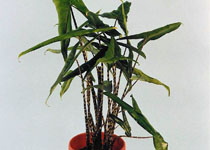 Alocasia tigrina