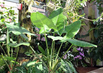 Alocasia zebrina