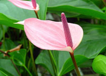 Anthurium 'Miss June' 