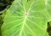 Colocasia esculenta 'Midori Sour' 